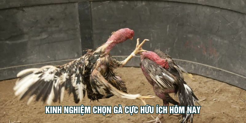 Kinh nghiệm chọn gà cực hữu ích hôm nay