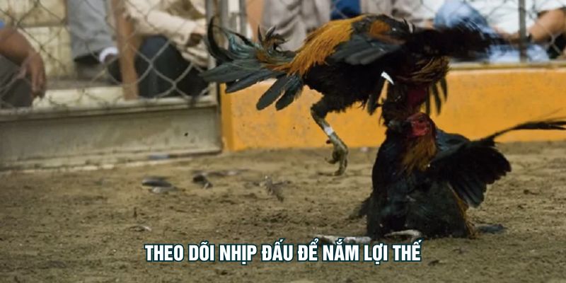Theo dõi nhịp đấu để nắm lợi thế